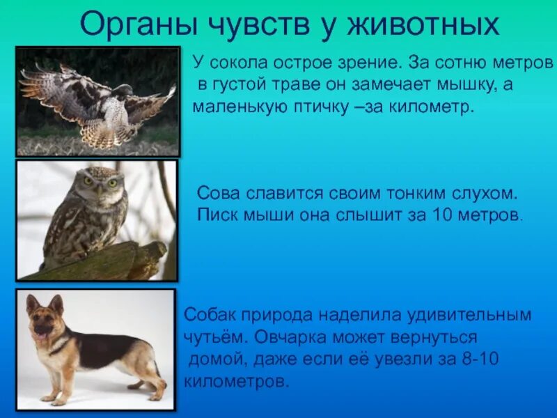 Какие органы чувств животных. Органы чувств животных. какие органы чувств у животных. органы чувств животных презентация. удивительные органы чувств у животных.