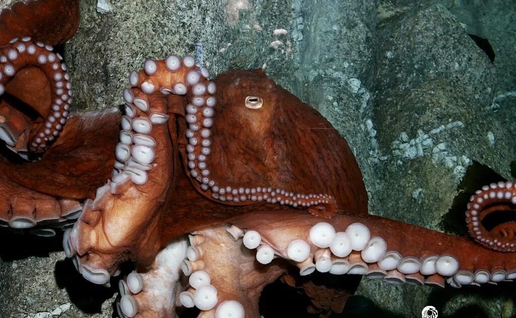 Съесть осьминога. Тихоокеанский осьминог Enteroctopus dofleini. Giant Pacific Octopus размер. Спрут гигантский осьминог. Огромный осьминог.