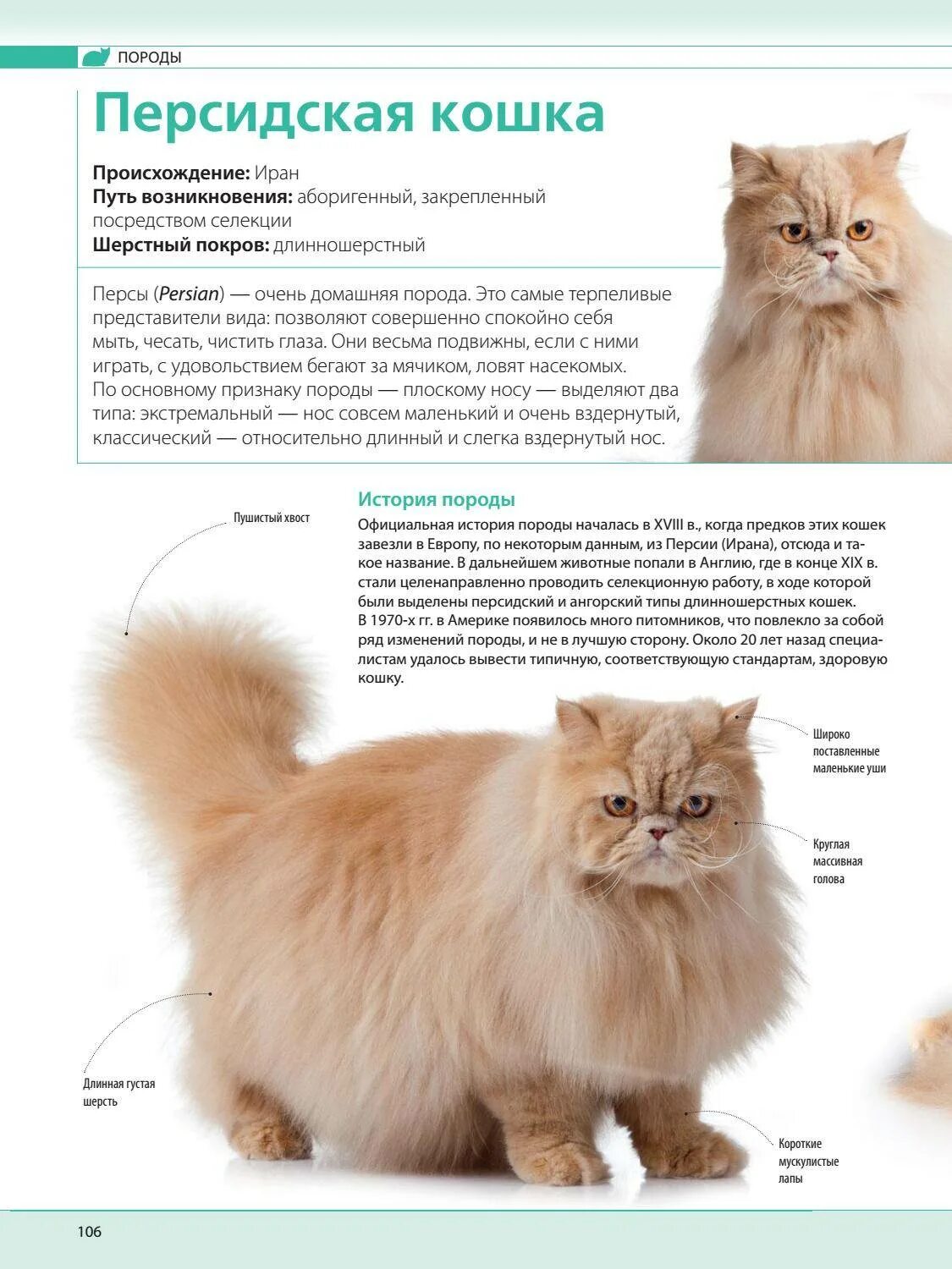 Породы кошек количество. Породы кошек с описанием. Вес Персидского кота. Персидский кот описание. Кошки перс стандарт породы.