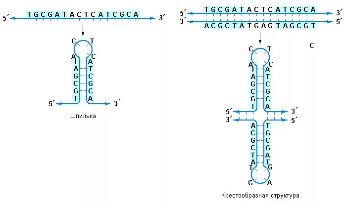 Шпильки ДНК. Вторичная структура РНК шпильки. Шпилька структура РНК. Образование шпильки в молекуле ДНК.