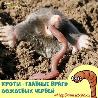 Крот ест дождевых червей