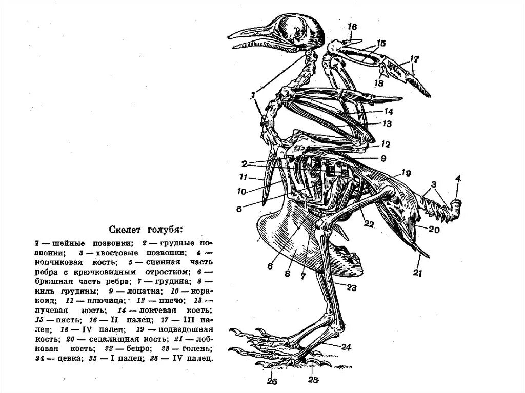 Строение скелета сизого голубя. Скелет птицы 7 класс. Осевой скелет птиц. Скелет сизого голубя описание.