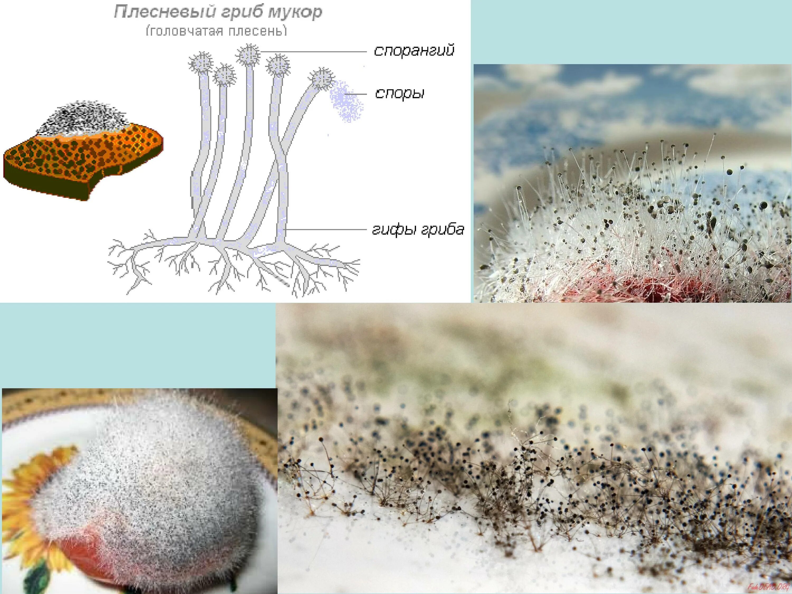 Мукор особенности. Мицелиальные плесневые грибы. Гриб мукор и пеницилл. Строение плесневых грибов мукор. Строение плесневого гриба мукора.