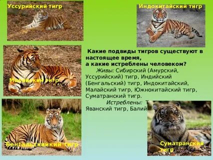 Когда были какие тигры
