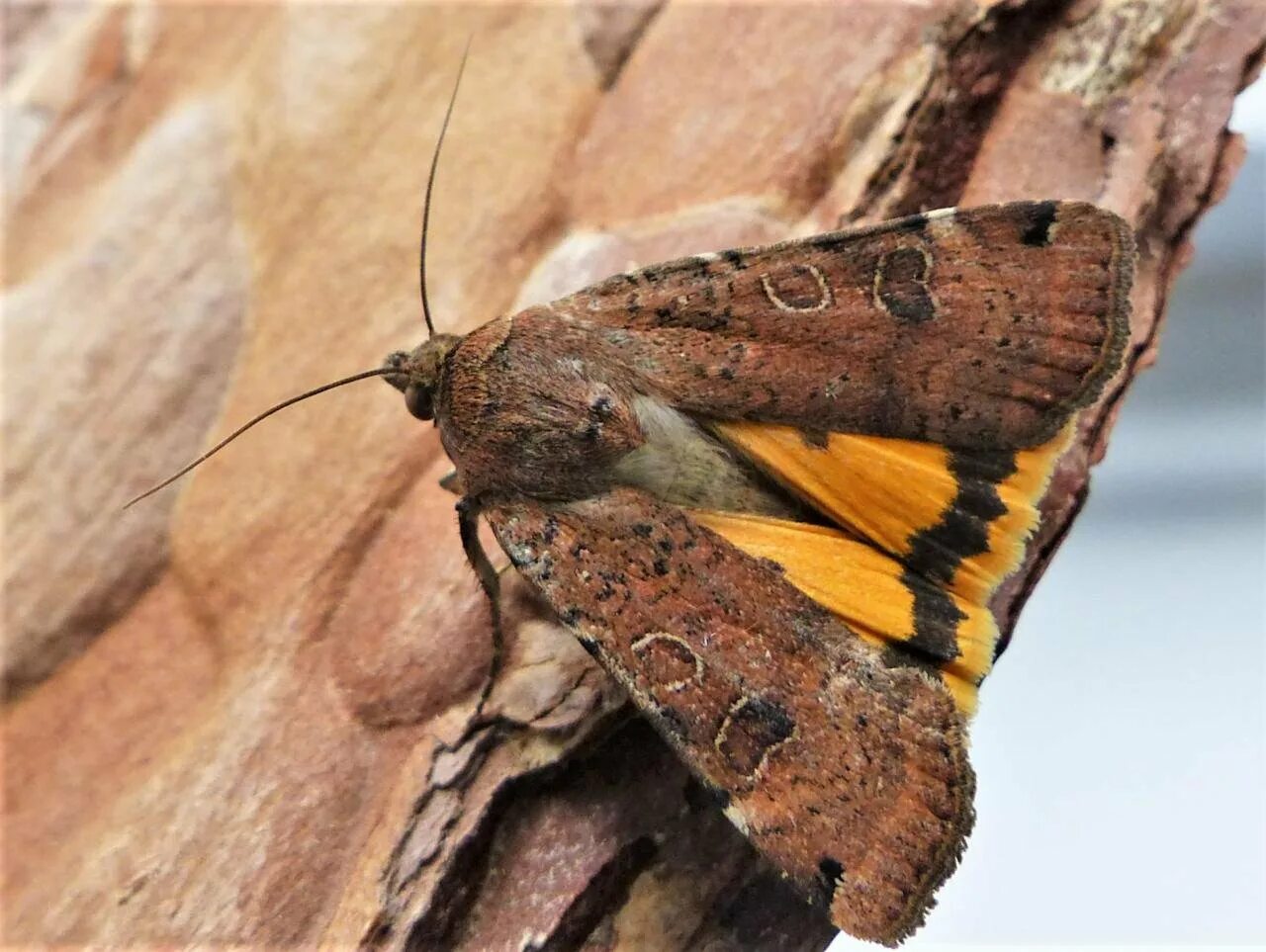 Apamea monoglypha гусеница. Совка пронуба. Совка noctua pronuba. Большая совка. Совка ночница.