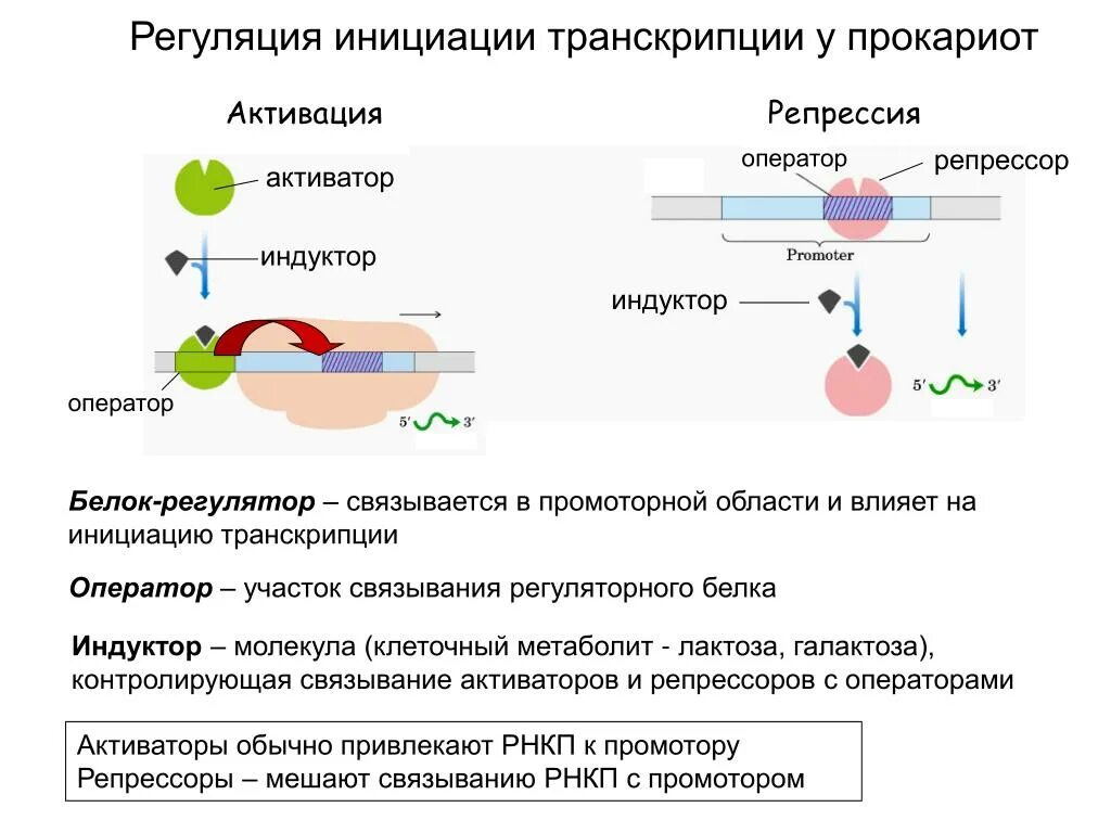 Регуляторные белки активаторы и репрессоры. Белок активатор и белок репрессор. Регуляция инициации транскрипции. Схема регуляции транскрипции у прокариот.