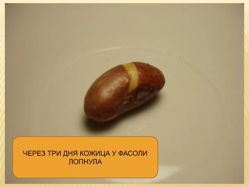Экспериментатор поместил влажные семена фасоли. Набухшее семя фасоли. семенная кожура фасоли. сухие и набухшие семена фасоли.