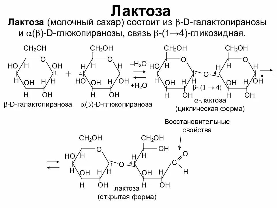 Применение лактозы. Лактоза состоит из моносахаридов. Лактаз: гликозидная связь. Лактоза состоит из 2 моносахаридов. Строение лактозы биохимия.