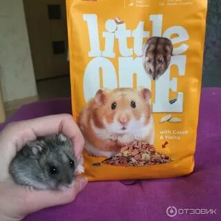 Можно хомяку семечки