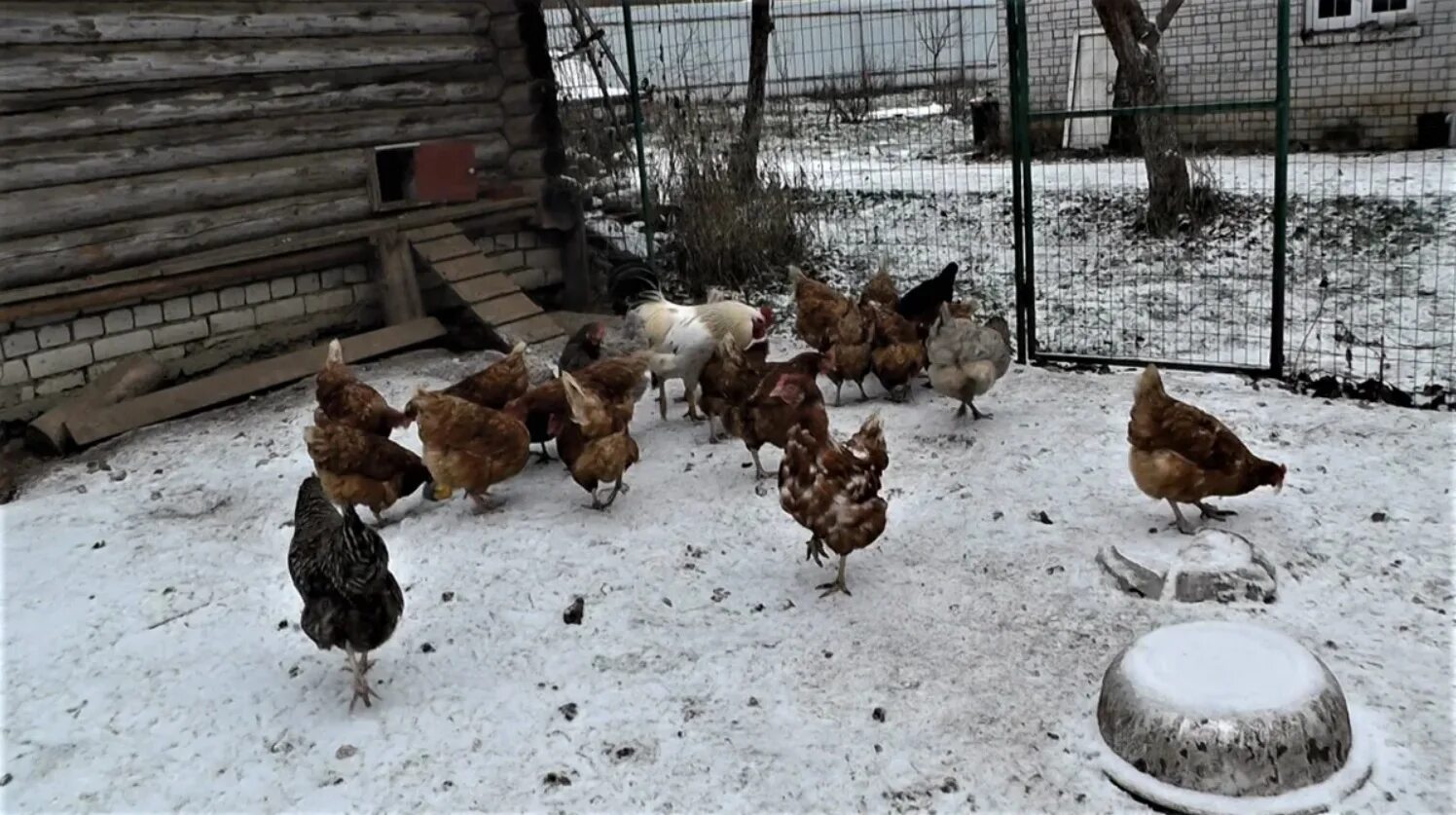 Кур несушек зимой. Куры несушки зимой. Что делают куры зимой. Что делают куры зимой. Хозяйство воронова куры гнезда.
