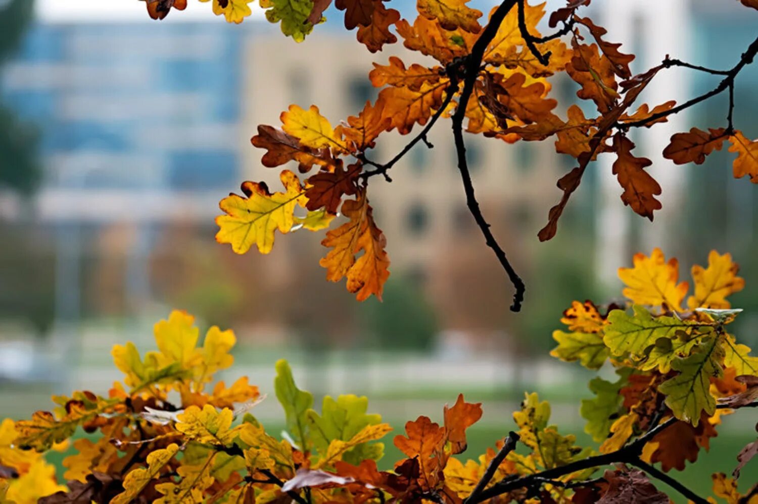 Листья жёлтые над городом кружатся. Осень верь. Осенние листья над городом кружатся. Листья желтые над городом кружатся гиф. Листья желтые кружатся оригинал