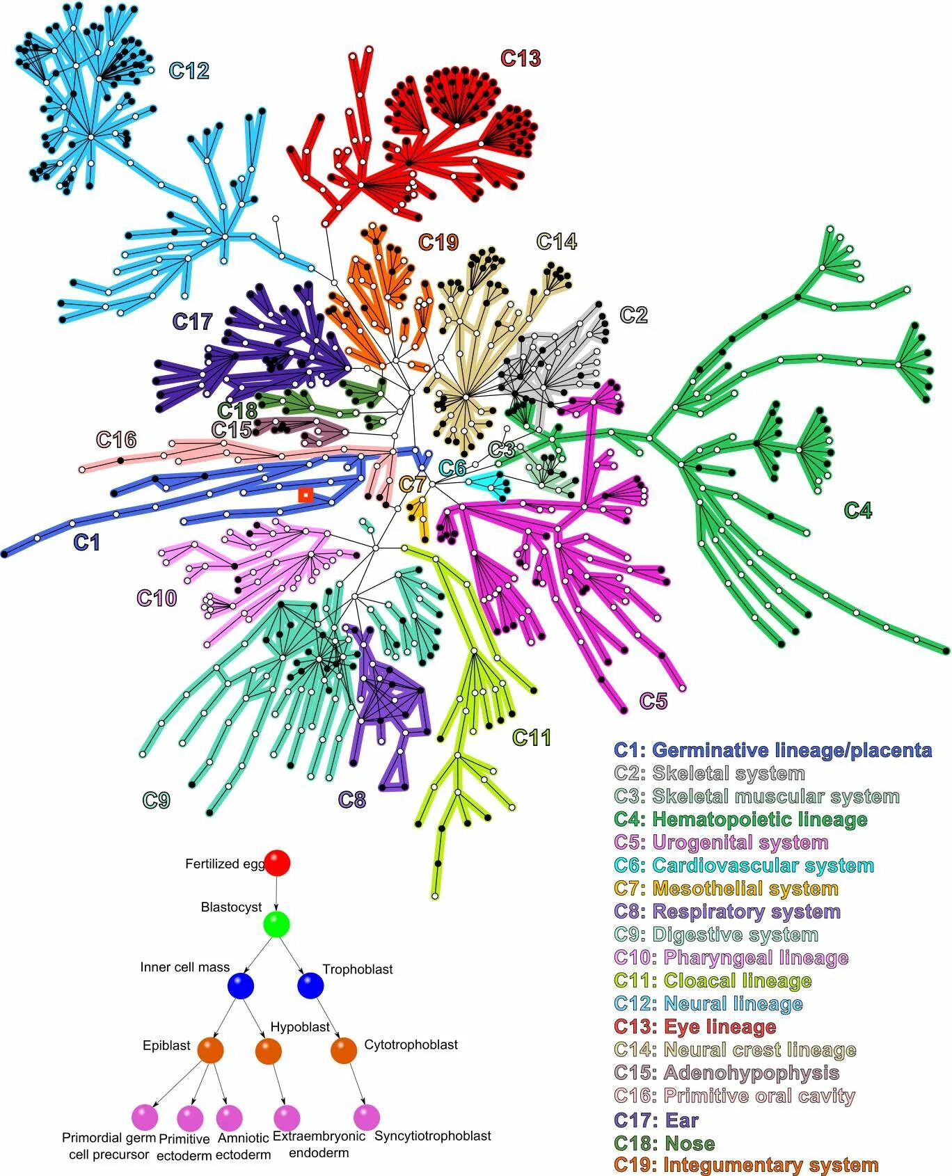 Cell mapping. Map in cell. c.s. neural. to date the most detailed human cell.
