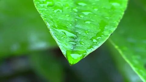 Green leaf перевод
