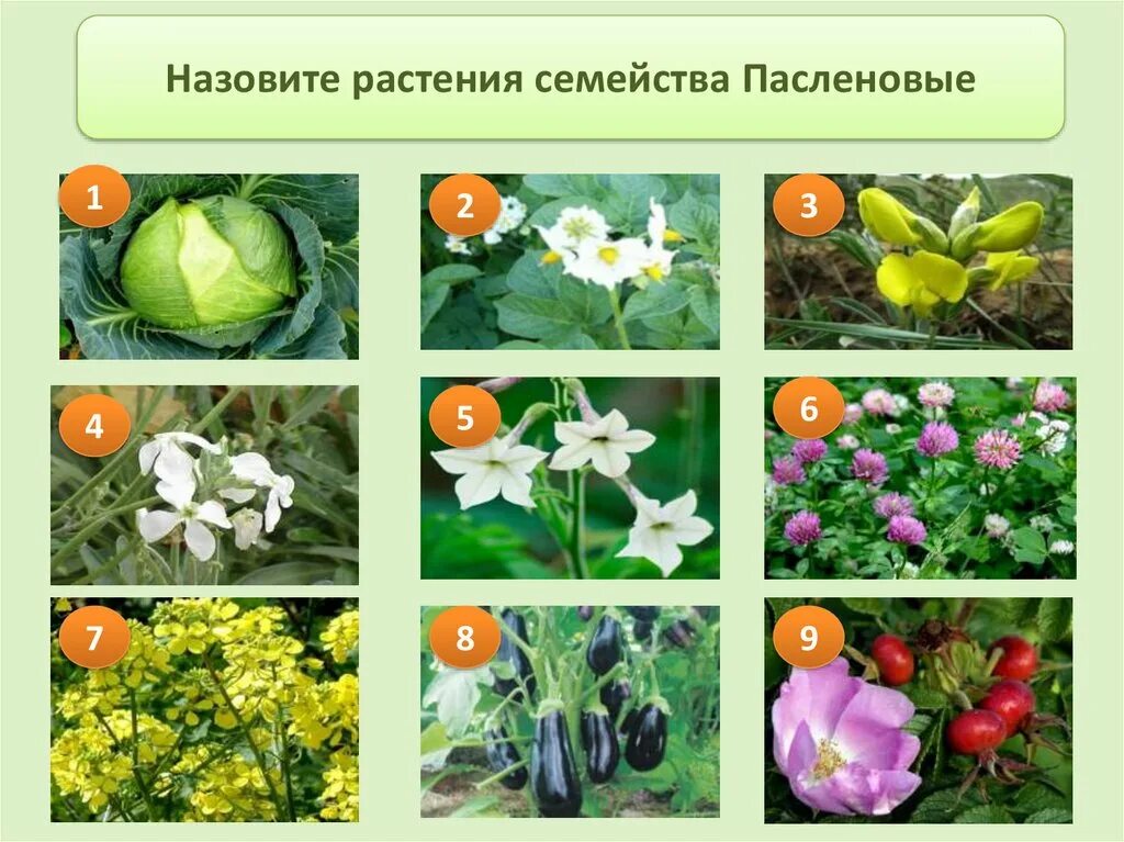 Использование двудольных растений человеком