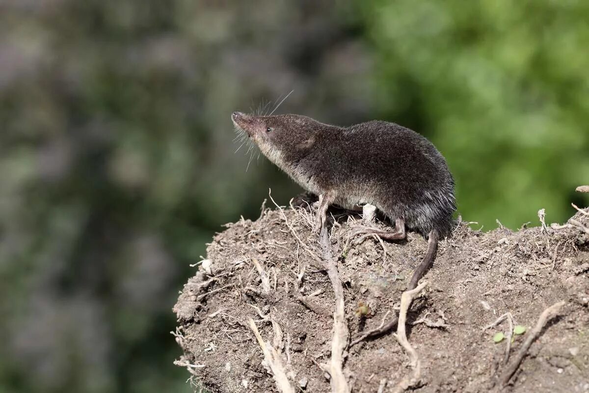 Обыкновенная кутора. Малая кутора. Водяная землеройка кутора. Водяная кутора. Водяная землеройка кутора.