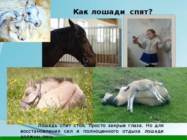 Стой поспать. Как спят лошади. Как спят лошади стоя.