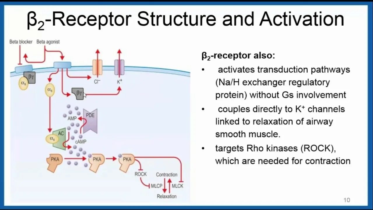Beta sobaegjag i dallajyeossda. Beta2-adrenergic agonist. asthma beta receptors. beta adrenoreceptors. beta 2 agonists vs antagonist.