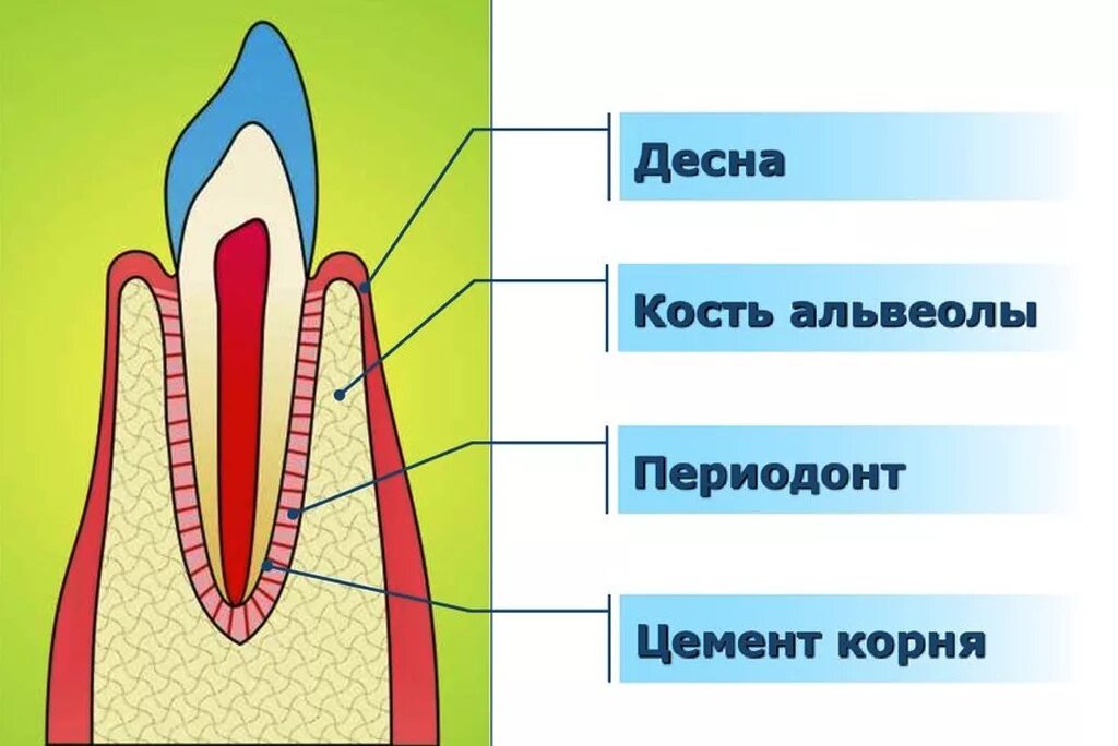 Анатомия строение зуба периодонт. Ткани зуба периодонт строение. Десна кость альвеолы периодонт. Альвеолярная десна