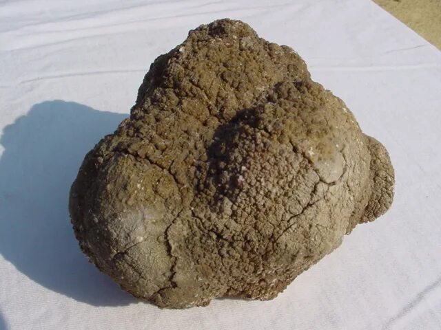 Какашка динозавра