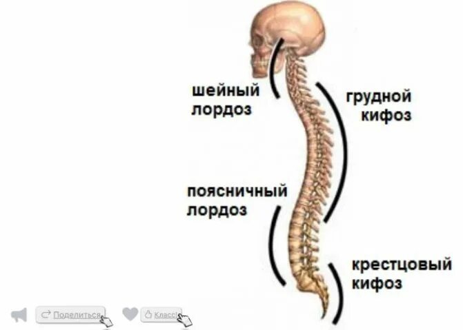 Лордоз и кифоз позвоночника. Позвоночник заболевания кифоз лордоз. Лордозы и кифозы позвоночника анатомия. Скелет позвоночника лордоз кифоз.