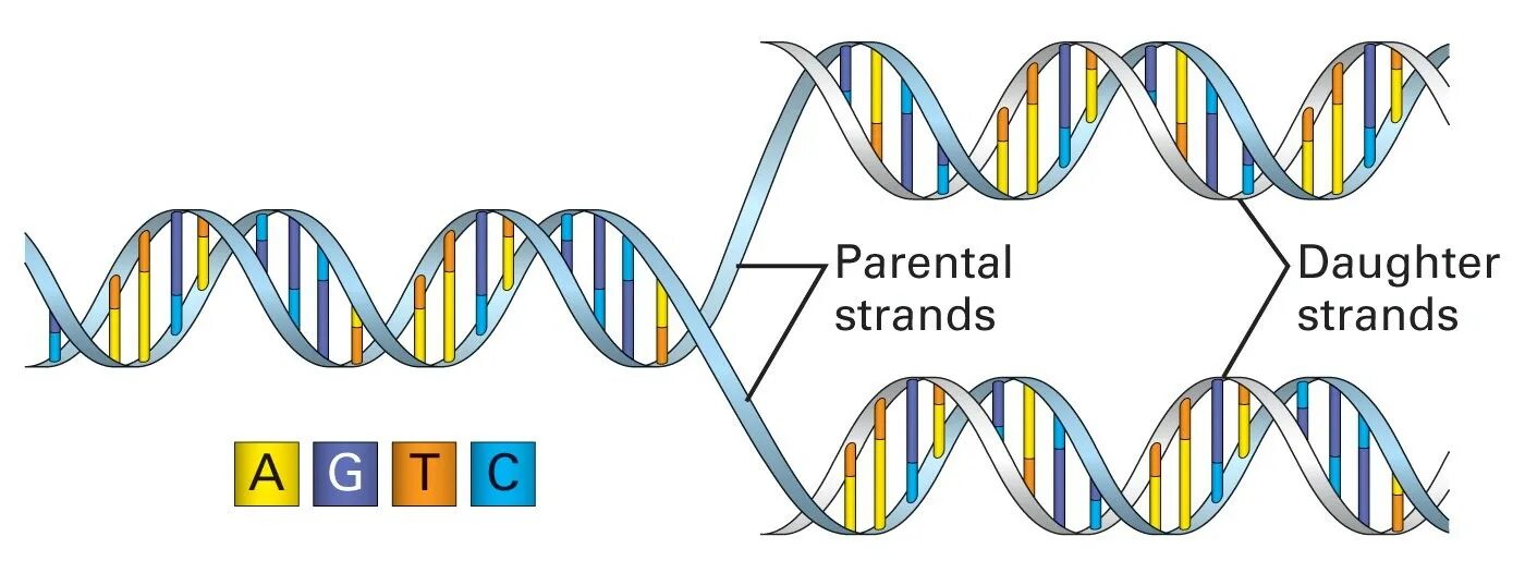 Dna code