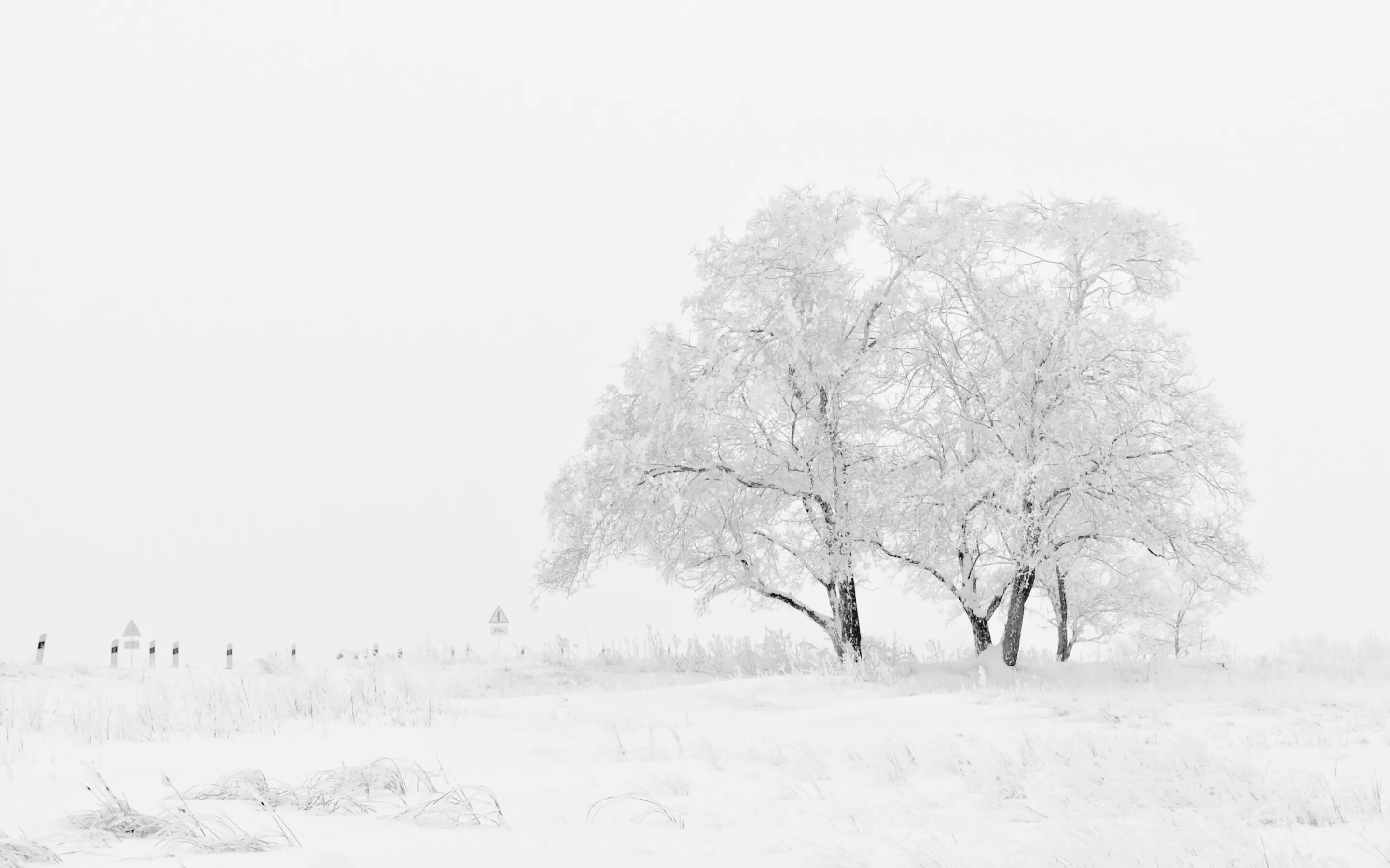 Зимнее дерево. Зимний пейзаж черно белый. Белый пейзаж. Фон зима. Сугроб сугробы туман