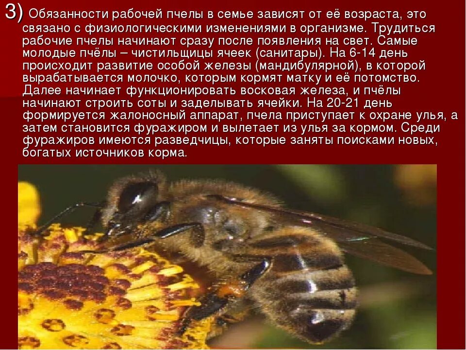 Функция пчелы. Обязанности рабочей пчелы. семейство пчел. иерархия пчел. обязанности в пчелиной семье.