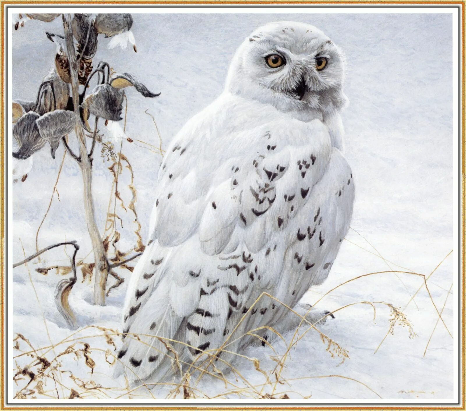 Сова на заливе. Robert Bateman Сова. Художник анималист Robert Bateman.