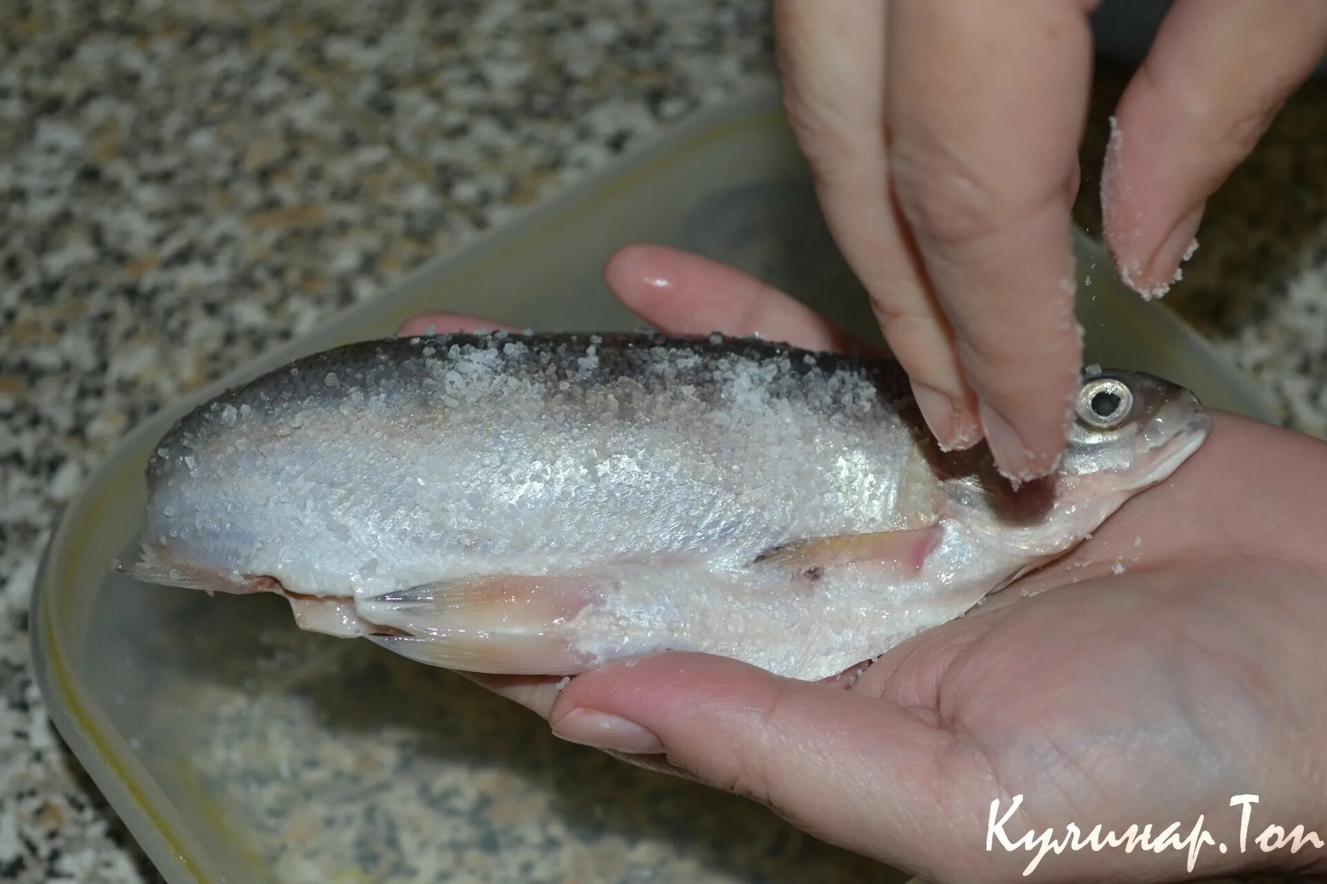 Пелядь соленая в домашних. Сырок соленый рыба. Пелядь сырок. Как солить пелядь. Пелядь соленая.