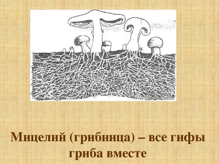 Мицелий гриба гиф. Мицелий грибов это в биологии 5 класс. Мицелий грибов грибница. Мицелий это в биологии 5 класс. Мицелий грибов биология 5.