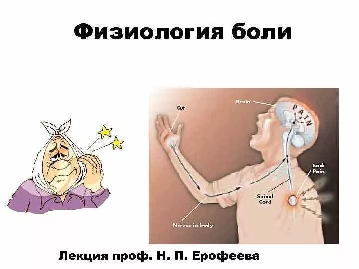 Физиологическая роль боли. Теории возникновения боли физиология. Физиология боли презентация. Патофизиология боли презентация.