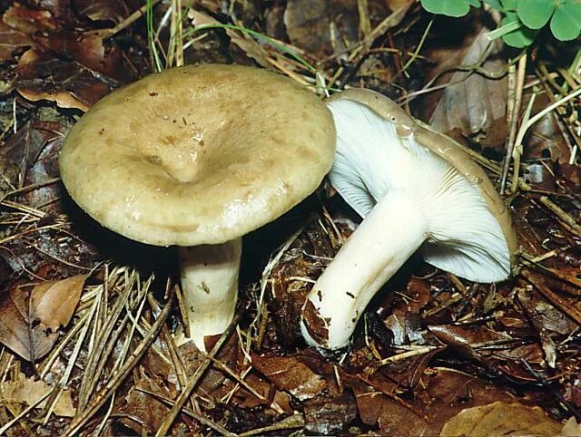 Волнушка розовая ( lactarius torminosus. Говорушка буро-желтая рядовка. Грибы говорушка ворончатая съедобная. Говорушка оранжевая гриб. Сыроежка ломкая.