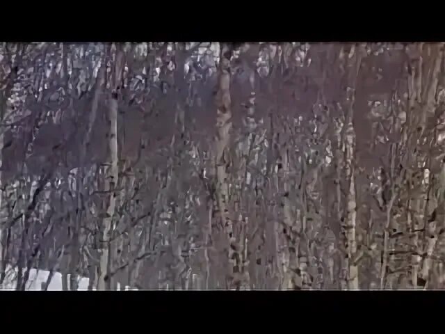 Северная звезда 1996