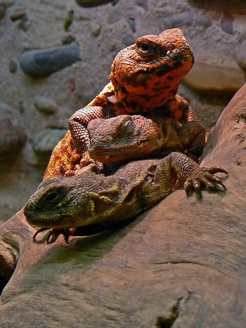 Земноводные пустыни. Земноводные пустынь. Arizona Kertenkelesi. Arizona Reptiles. Reptiles and Amphibians Hawaii volcanic Park.