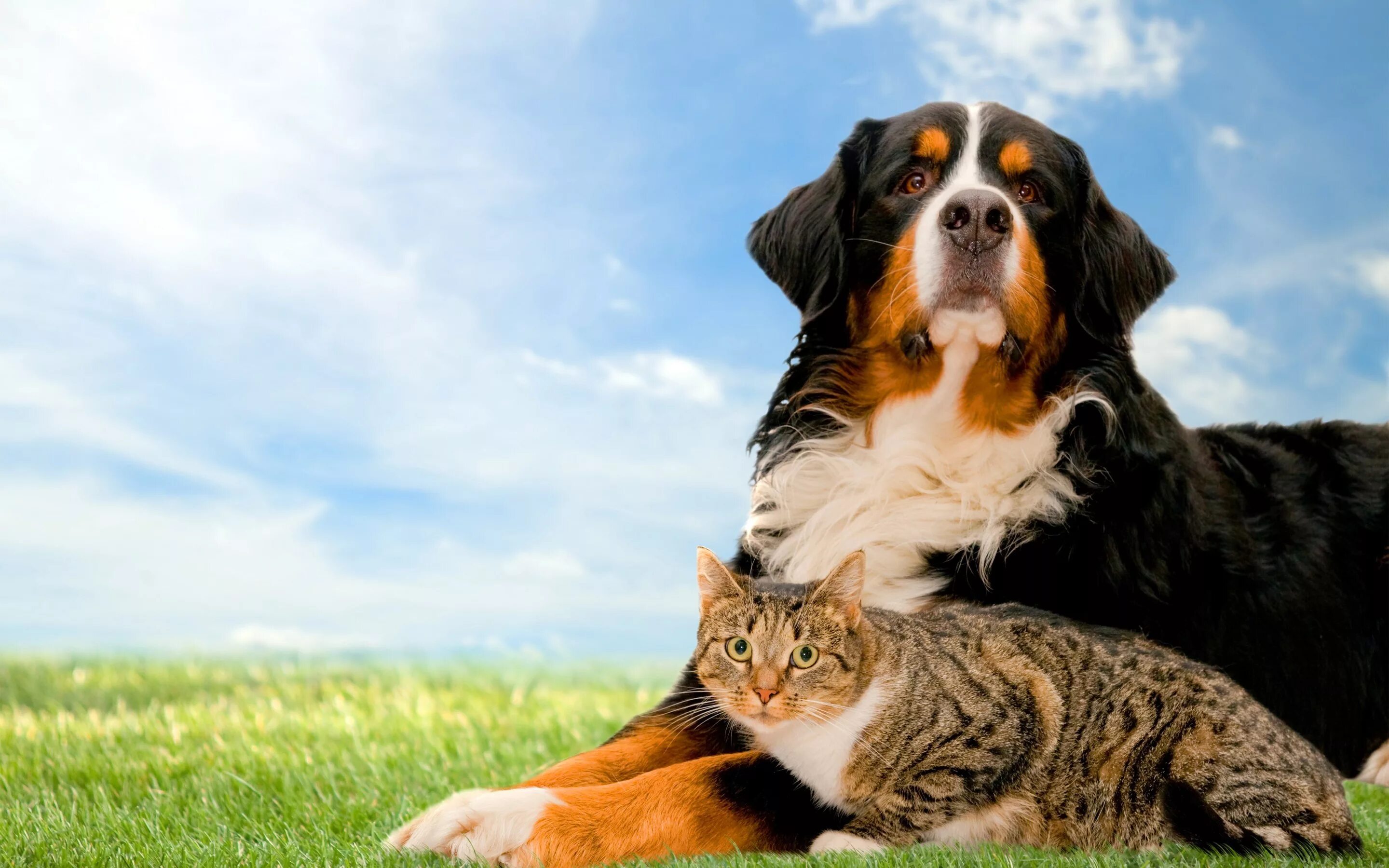 Do you have pet animals