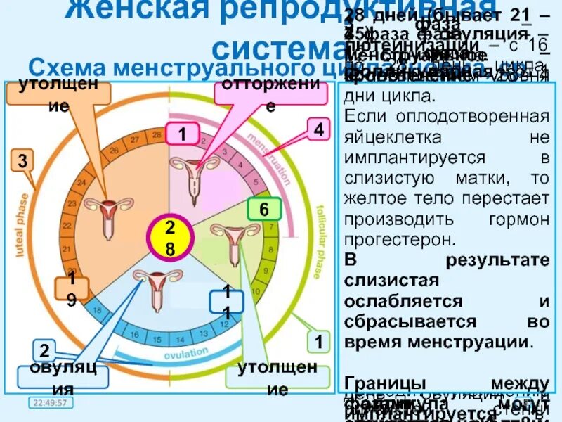 Первая фаза менструационного цикла 28 дней. Менструальный цикл схема. Схема цикла женщины. Фазы менструального цикла у женщин. 3 4 дни цикла