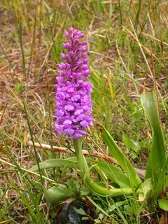 File:Gymnadenia conopsea.JPG. 