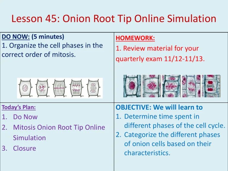 Root tip. Observing mitosis with onion root.