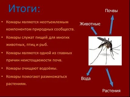 Какая среда обитания у комара