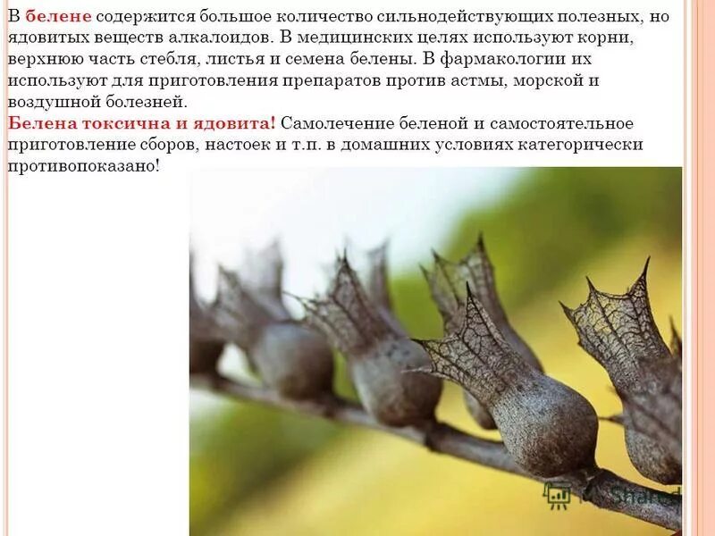 Алкалоид в белене. Алкалоид в белене. Галлюциногенные растения книга. Белена алкалоиды. Белена ядовитое растение.