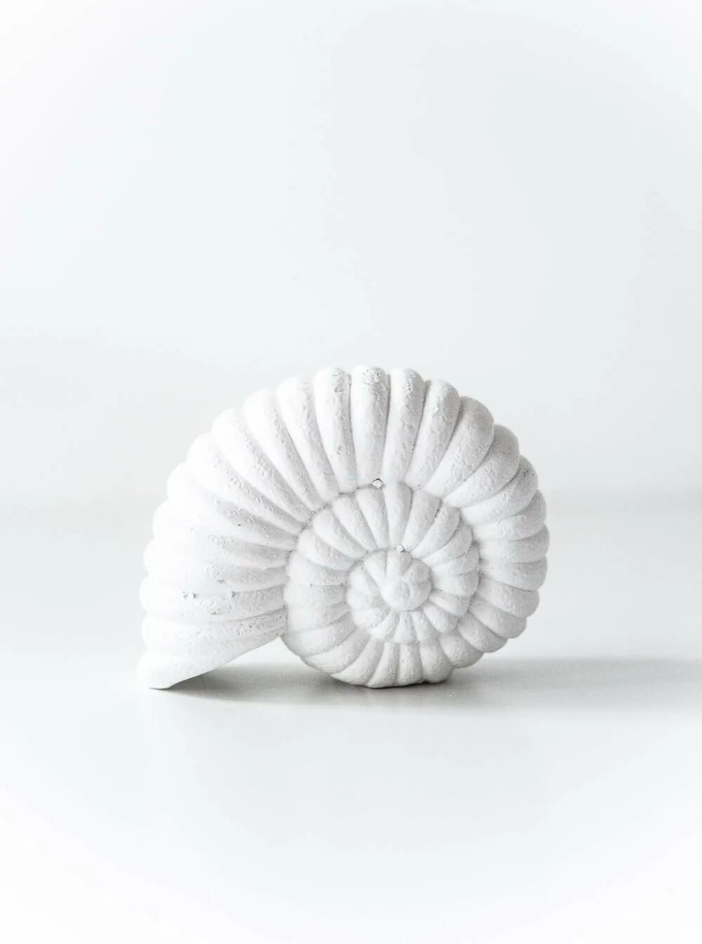 Интернет ракушка. Ракушка розовый наутилус (rose nautilus). белая ракушка. ракушка минимализм. белые предметы.