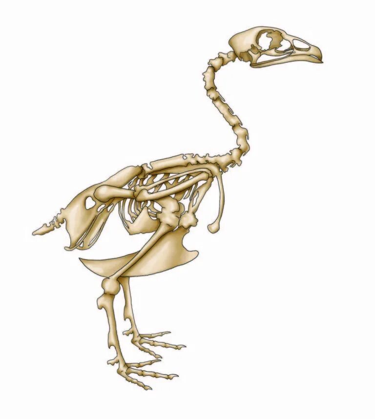 Кости птиц легкие в связи с тем. Скелет курицы. Скелет цыпленка. Скелет петуха. Скелет птицы курицы.