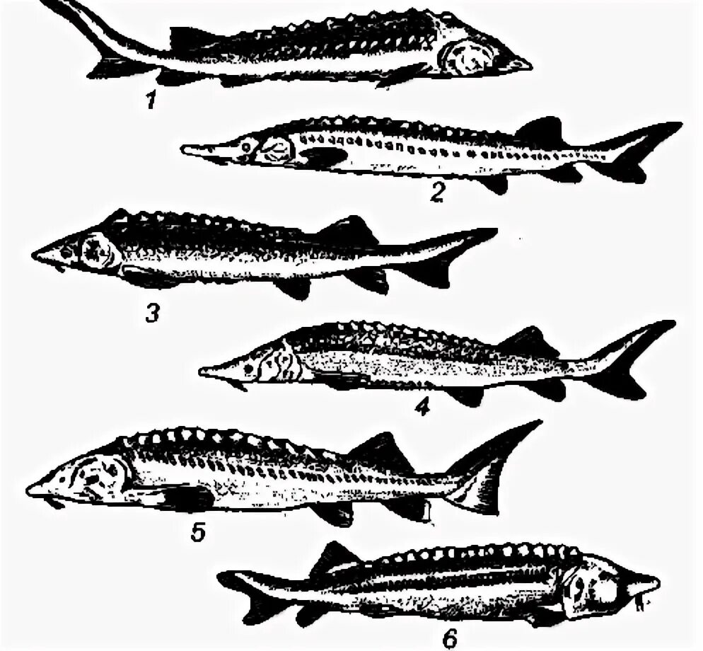Осетровые и лососевые рыбы