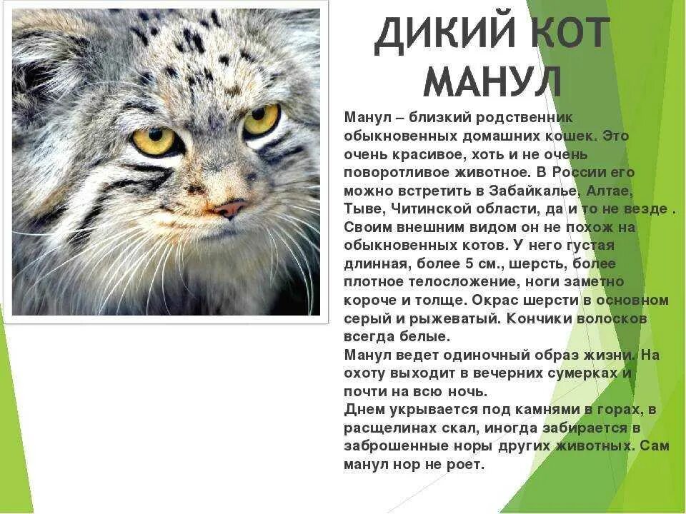 Книга дикий кот. Животные занесенные в красную книгу россии манул. животные из красной книги манул описание. манул доклад. кот манул красная книга россии.