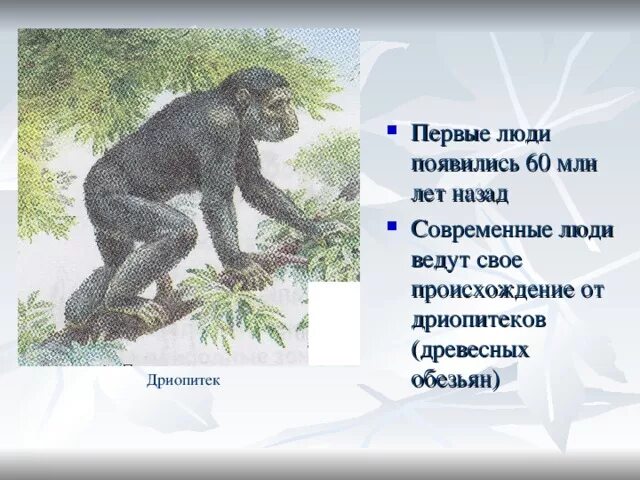 Дриопитеки общие предки. Человек дриопитек. Дриопитеки появились. 25 Млн лет назад дриопитеки. Дриопитек древесная обезьяна.