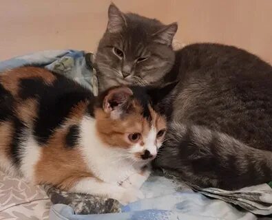 Кошка зовет котят