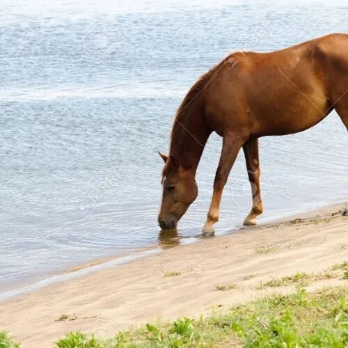 Лошадь пила воду. Лошадь пьет воду из реки. Лошадь пьет воду. Лошадь пьет. Животные пьют воду.