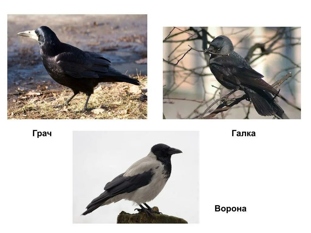 Грач фото птицы. Грачом или грачем как правильно. Грач перелетная птица. Грач признаки. Грачом или грачем как правильно.