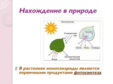 Выберите процессы относящиеся к фотосинтезу
