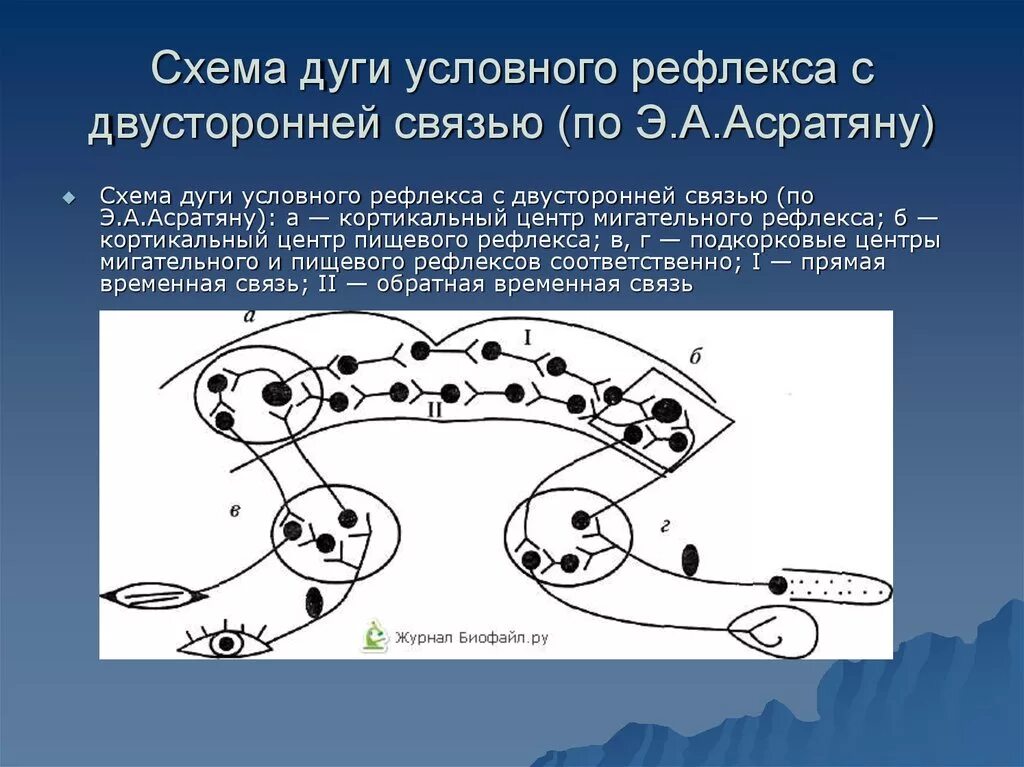 Схема формирования условного рефлекса Павлова. Схему образования условного рефлекса по Асратяну. Структура рефлекторной дуги условного рефлекса. Схему образования дуги условного рефлекса.. Образование временной связи